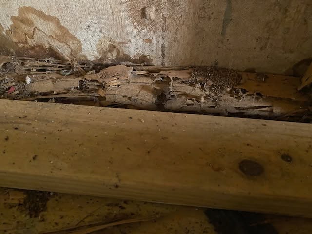 Michael's Termite & Pest Control work photo &mdash; The Villages & Ocala, Florida
