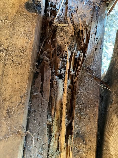 Michael's Termite & Pest Control work photo &mdash; The Villages & Ocala, Florida
